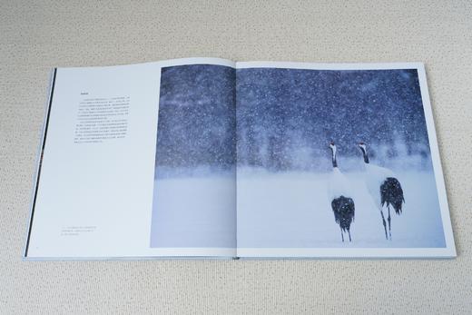 中国国家地理 鸟类星球：自然摄影大师蒂姆·拉曼，近30年重磅作品完整收录 探索六大洲100+秘境，与世界分享鸟类多样性之美 摄影画册 商品图3