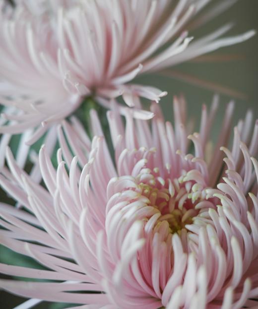 烟花菊 Fireworks Chrysanthemum 商品图3