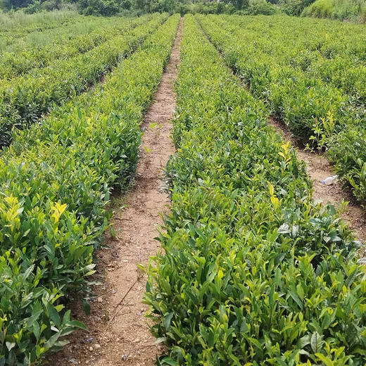 乳山原生态茶叶 夏红茶夏绿茶 100g袋装/50g*2礼盒装【温馨提示：非质量问题不退不换】 商品图3