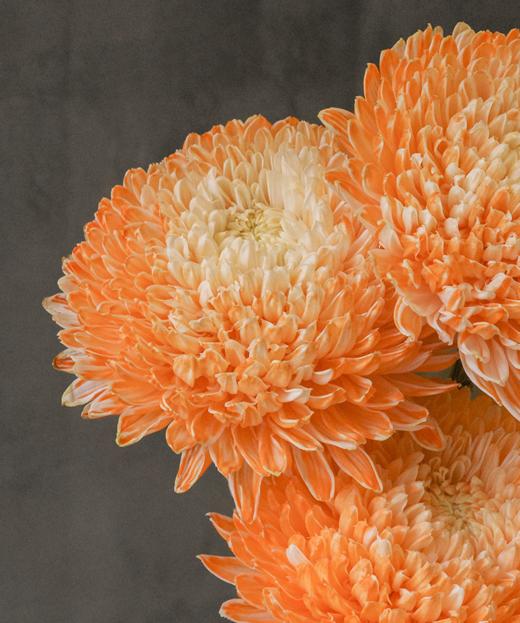牡丹菊 Beony Chrysanthemum 商品图1