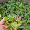 乳山原生态茶叶 夏红茶夏绿茶 100g袋装/50g*2礼盒装【温馨提示：非质量问题不退不换】 商品缩略图2