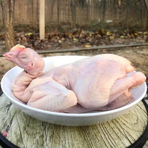 【农家散养！超值土鸡2只装】三黄鸡笨鸡走地鸡约700g整只冷冻生鲜鸡肉-觅食坊健康 商品图2