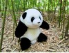 熊猫崽崽公仔 商品缩略图4