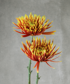 烟花菊 Fireworks Chrysanthemum