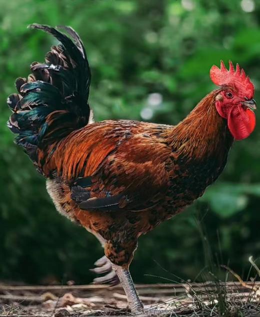 有机童子鸡｜约150天｜龙游山无边界散养｜现杀现发｜衢州顺丰 商品图2