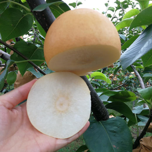 有机秋月梨（顺丰包邮） 商品图8