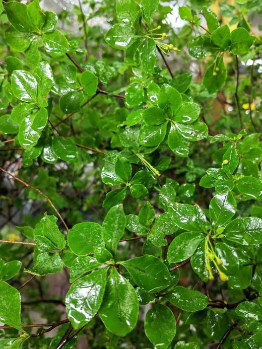 【夏日森林】精选-日本吊钟  单枝  约1.5米（叶子较娇嫩易损耗，叶子不在售后范围内，介意慎拍） 商品图3