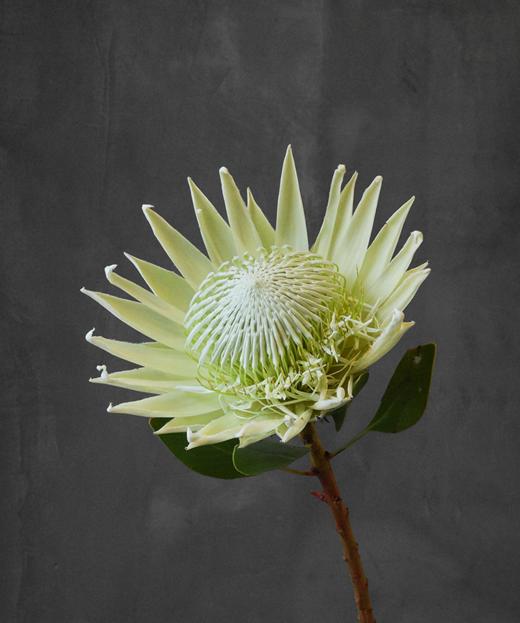 帝王花 Protea Cynaroides 商品图1
