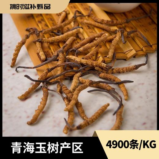 挑时青海玉树冬虫夏草 4900条/KG 50g·100g·250g·500g 无断草 无增重 无接驳 商品图0