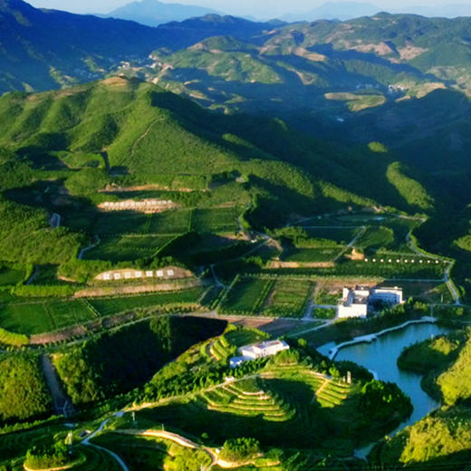 魏氏茶 尊皇1725 清香型铁观音 112g/罐 商品图6