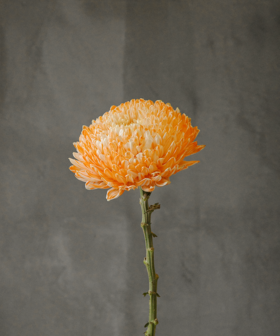 牡丹菊 Beony Chrysanthemum