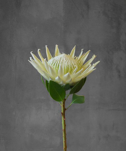 帝王花 Protea Cynaroides 商品图0