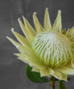 帝王花 Protea Cynaroides 商品缩略图2