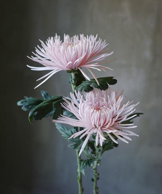 烟花菊 Fireworks Chrysanthemum 商品图2