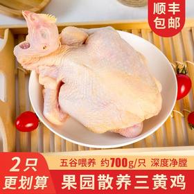 【农家散养！超值土鸡2只装】三黄鸡笨鸡走地鸡约700g整只冷冻生鲜鸡肉-觅食坊健康