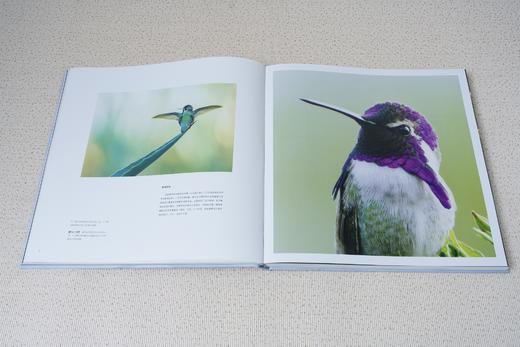 中国国家地理 鸟类星球：自然摄影大师蒂姆·拉曼，近30年重磅作品完整收录 探索六大洲100+秘境，与世界分享鸟类多样性之美 摄影画册 商品图7