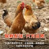 【农家散养！超值土鸡2只装】三黄鸡笨鸡走地鸡约700g整只冷冻生鲜鸡肉-觅食坊健康 商品缩略图1