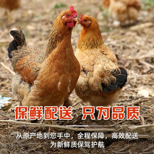 【农家散养！超值土鸡2只装】三黄鸡笨鸡走地鸡约700g整只冷冻生鲜鸡肉-觅食坊健康 商品图1