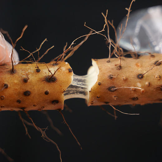 【收到货后拿出通风放置】温县垆土铁棍山药5斤   steven 基地考察  I 十年一块地（山药） 商品图3