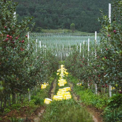 哈巴庄园嘎啦苹果 商品图5