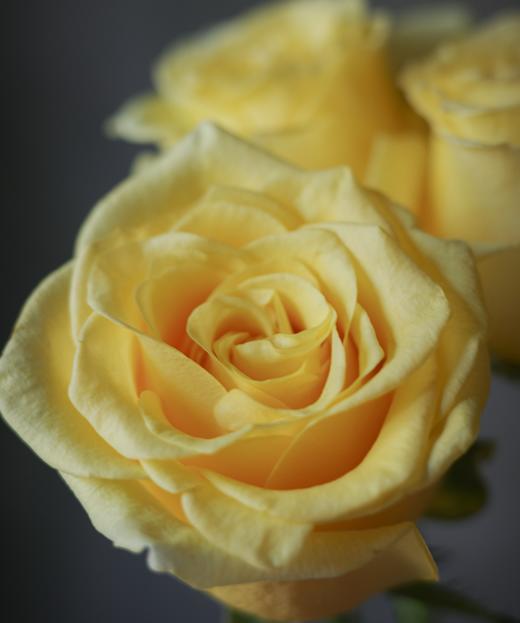 金枝玉叶 Roya Highness 商品图1