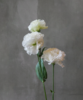 洋桔梗 Lisianthus 商品缩略图1