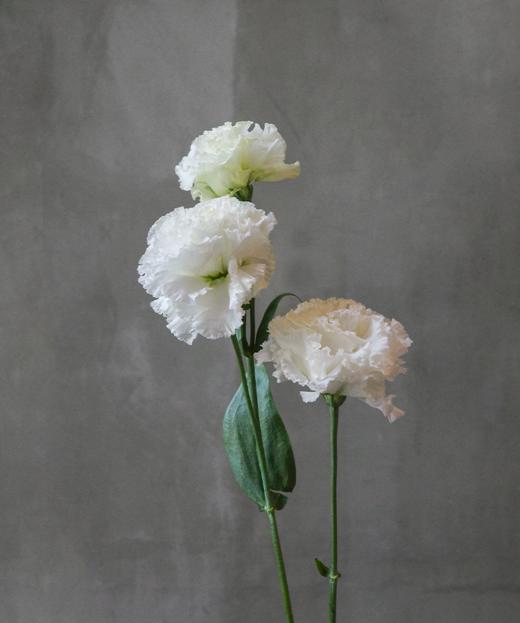洋桔梗 Lisianthus 商品图1