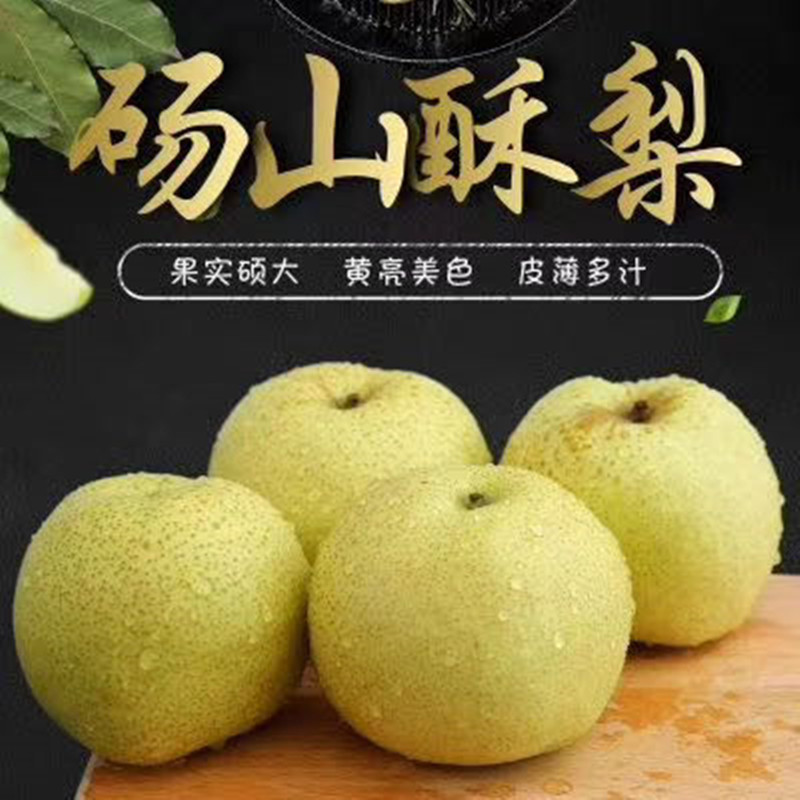 甄源|安徽砀山酥梨4.5-5斤大果6-9个托盘装老树酥梨