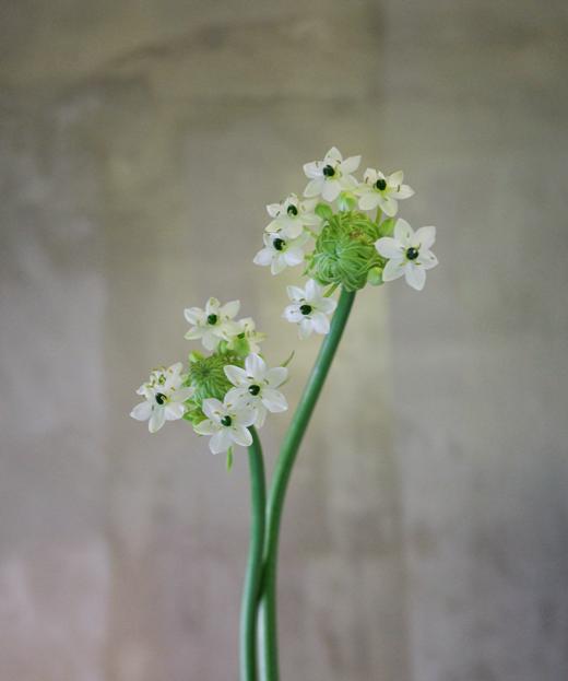 天鹅绒 Star of Bethlehem 商品图0