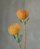 针垫  Leucospermum Nutans R.Br 商品缩略图0
