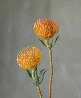 针垫  Leucospermum Nutans R.Br