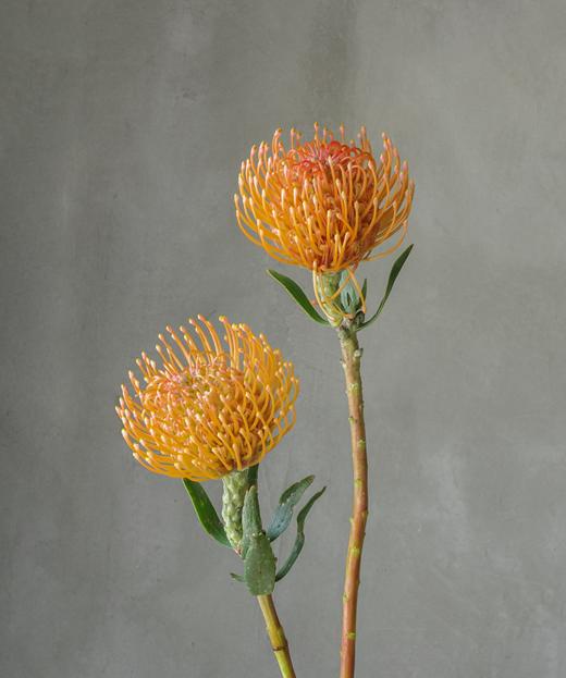 针垫  Leucospermum Nutans R.Br 商品图0