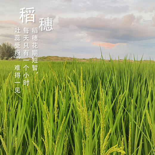 富硒糙米(氮气保鲜)(2.5kg（250g×10袋）/盒） 商品图3