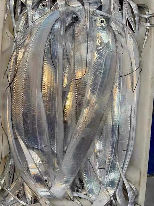 渤海湾冷水鲜带鱼（纯鲜，不是冰冻的）可以清蒸！3斤左右/箱 商品图3