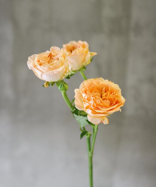 杏色蕾丝 Apricote Lace 商品图0