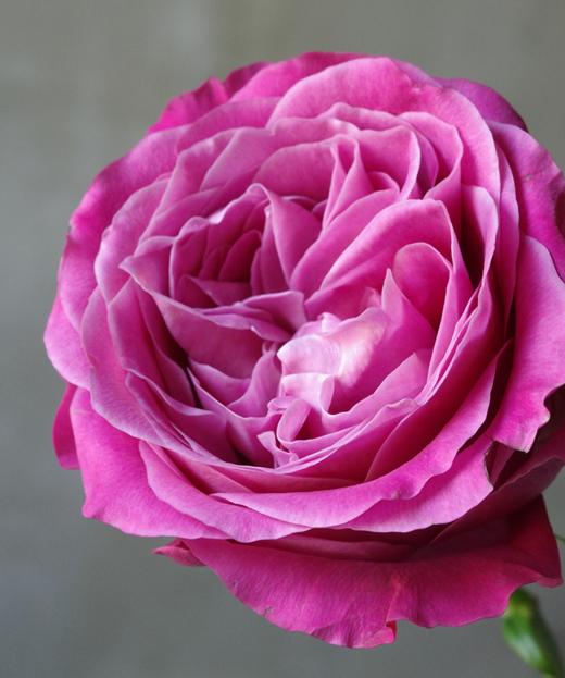 蓝调 Country Blue 商品图2