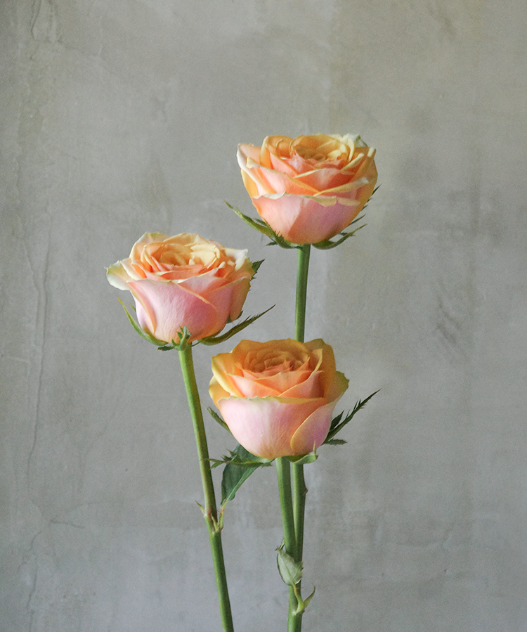 迪威娜 Divinna Rose