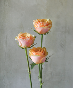 迪威娜 Divinna Rose