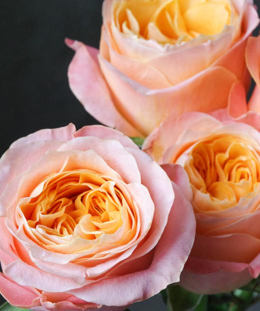 入梦 Sweet Dream 商品图1