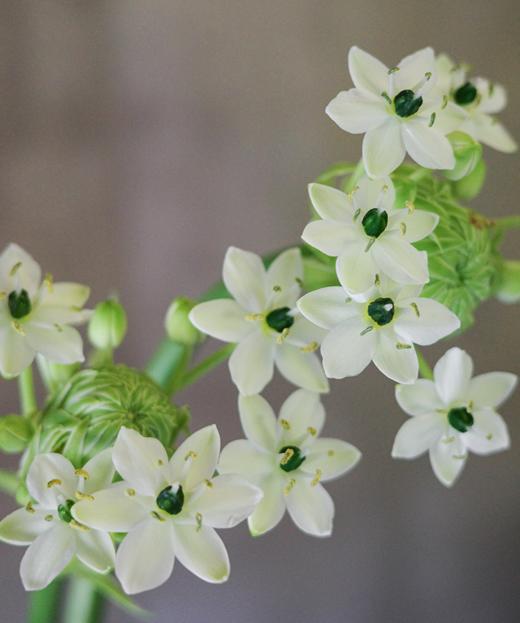 天鹅绒 Star of Bethlehem 商品图1