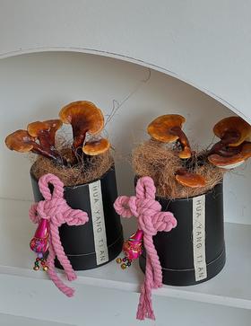 祥瑞“仙草” 灵芝盆栽（每盆形态不同，介意慎拍） 