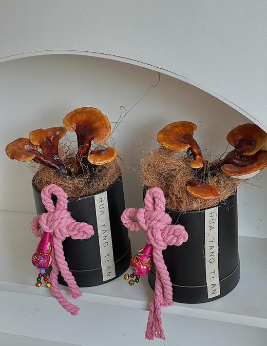 祥瑞“仙草” 灵芝盆栽（每盆形态不同，介意慎拍）  商品图0