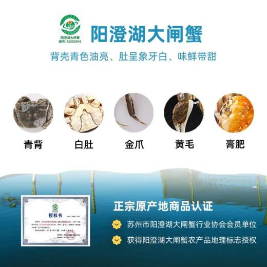 【946优选产地直采第十年】蟹卡千言万语.终需一谢，2025年.阳澄湖大闸蟹提货礼券，高端铁盒，灵活提货 终身有效 商品图4