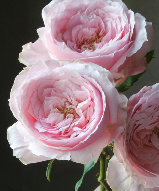 小粉兔 Pink Rose 商品图1