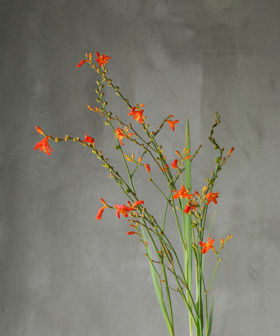 火焰兰 Flame Orchid