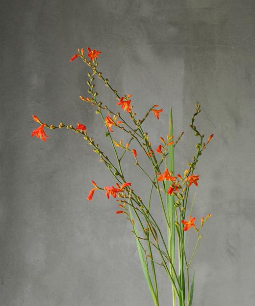 火焰兰 Flame Orchid 商品图0