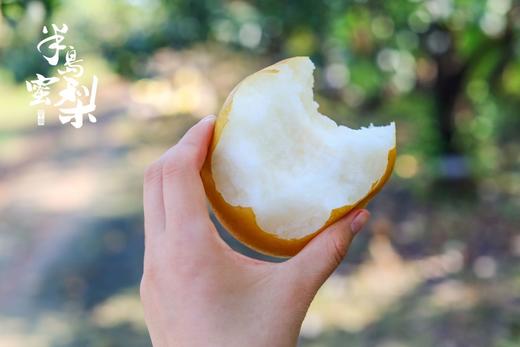 正宗莱阳秋月梨，礼盒装，梨中极品，肉嫩汁甜，入口细腻多汁，形似满月，果核小，满满的果肉，可食率极能达到95% 商品图1