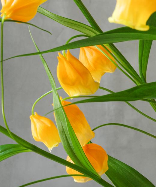 宫灯 Sandersonia Aurantiaca Hook 商品图2