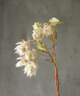 新娘花 Serruria Florida