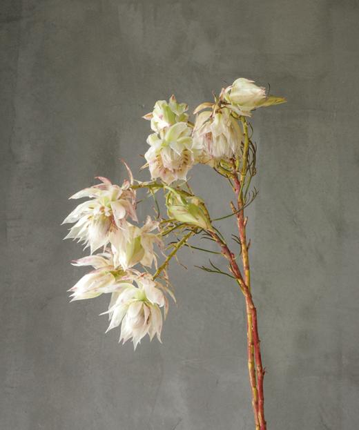 新娘花 Serruria Florida 商品图0